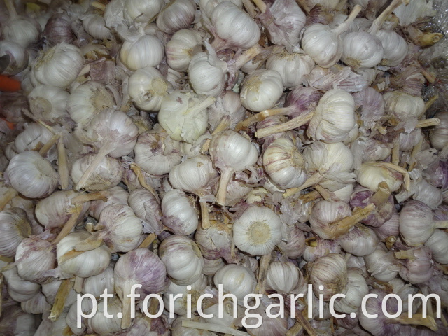 Regular White Garlic